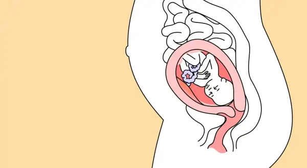 Illustration zeigt ein Baby im Bauch bei 22 ssw. Es liegt gemütlich in der Gebärmutter, umgeben von Fruchtwasser.
