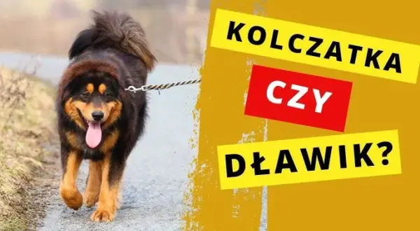 Alternatywy dla kolczatki dla psa: skuteczne i humanitarne metody