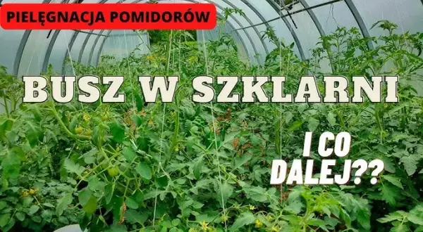 Uprawa pomidorów w szklarni: Kompletny przewodnik po obfitych zbiorach