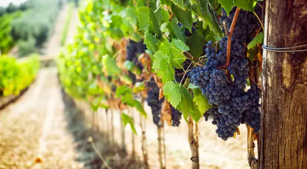 Reife, dunkle Trauben hängen an Rebstöcken in einem sonnigen Weinberg. Diese Bordeaux-Rebsorten versprechen einen köstlichen Wein.