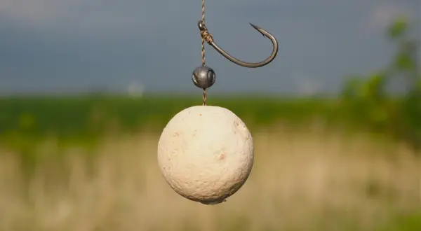 Ein Karpfenköder, ein Boilie mit Haken und Blei, hängt an einer Schnur. Der kd rig ist bereit für den Einsatz.