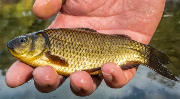 Ein kleiner, goldbrauner Giebel (Fisch) liegt in einer feuchten Hand über klarem Wasser.