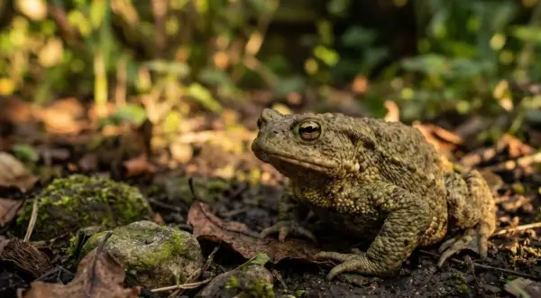 Un crapaud brun, camouflé sur le sol humide, attend patiemment. Pour savoir comment attirer un crapaud, créez un habitat humide et ombragé.