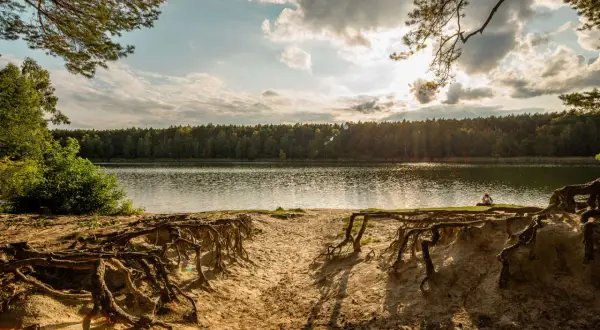 Piękne jeziora wokół Poznania. Słoneczny dzień, piaszczysta plaża z odsłoniętymi korzeniami drzew i spokojna tafla wody.