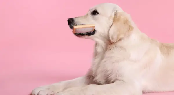 Golden retriever z szczotką w pysku. Zastanawia się, jaka szczotka dla golden retrievera będzie najlepsza do pielęgnacji jego pięknej sierści.