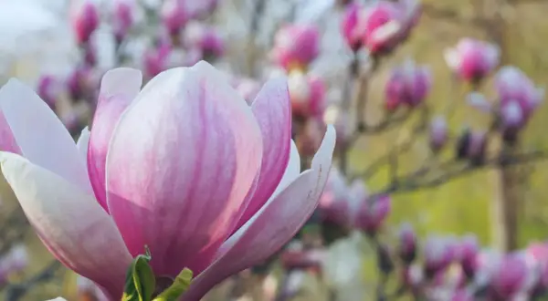 Zbliżenie na różowo-biały kwiat magnolii, w tle rozmyte inne **magnolie odmiany** kwitnące na różowo.