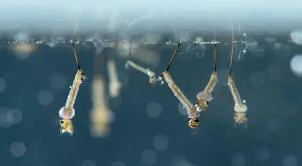 Plusieurs larves de moustiques, appelées "têtards", flottent à la surface de l'eau, respirant grâce à un siphon.