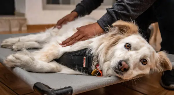 Un perro blanco y dorado disfruta de relajantes masajes para perros en una camilla. Sus ojos marrones miran a la cámara con calma.
