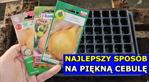 Cebula Exhibition: Kiedy siać na rozsadę, by mieć plony 1-2 kg?