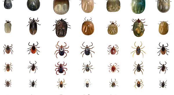 Cómo matar garrapatas de forma segura y efectiva en casa y mascotas