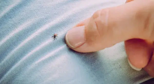 Cómo matar pulgas y garrapatas: métodos efectivos para tu hogar