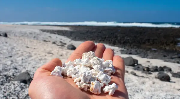 Dłoń trzyma białe, chropowate kamyczki przypominające popcorn. W tle widać plażę i ocean. Jak dojechać na Popcorn Beach?