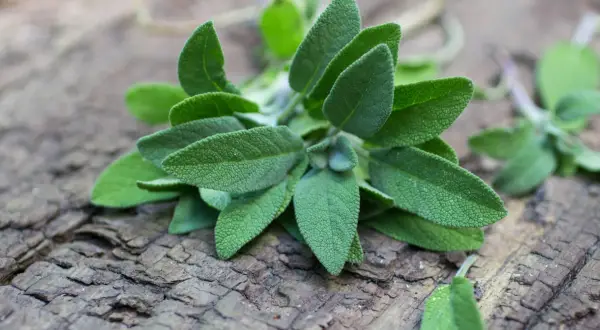 Gałązka szałwii na co? Na zdrowie, do herbaty, do potraw. Jej aksamitne liście kuszą aromatem.