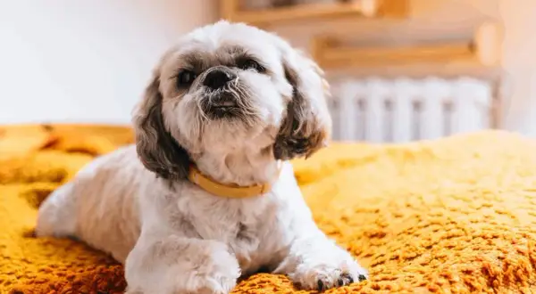 Sierść czy włosy u Shih Tzu - poznaj prawdę o ich pielęgnacji
