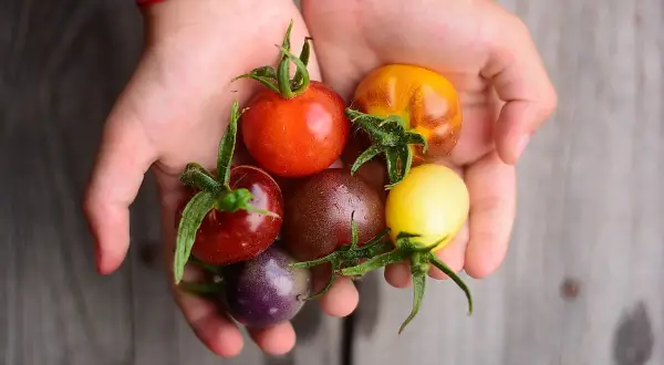 Hände halten bunte, ertragreiche Tomatensorten: rot, gelb, braun, lila und orange.