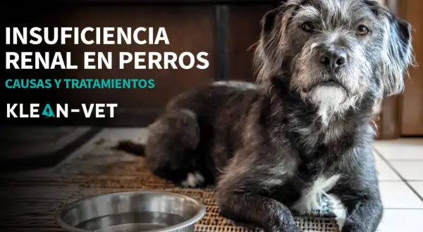 Perro con insuficiencia renal, triste y sin apetito. Texto: Insuficiencia renal en perros. Causas y tratamientos. Klean-Vet.