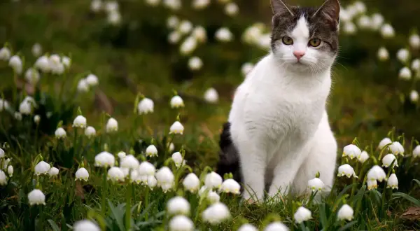 En vit och grårandig katt sitter i en äng full av snödroppar. Kanske funderar den på utekatt regler.