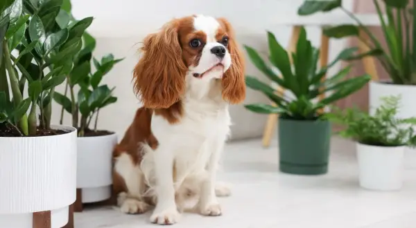 Uroczy piesek Cavalier King Charles Spaniel siedzi wśród roślin doniczkowych. Czy fikus jest trujący dla psa? Ta roślina na zdjęciu nie jest fikusem.