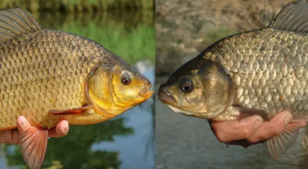 Zwei Fische im Profil: Links eine goldgelbe Karausche, rechts eine dunklere Karausche. Der Unterschied ist deutlich sichtbar.