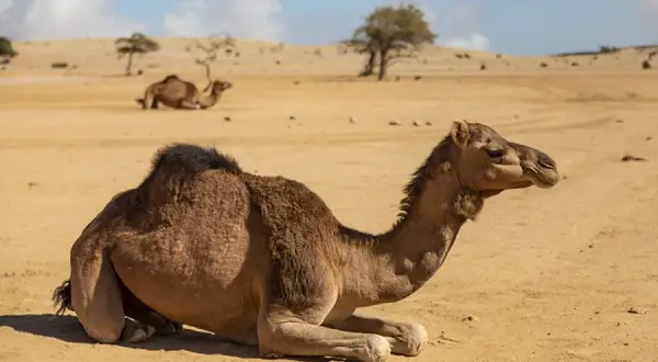 Oman: Zwierzęta i fauna - Co warto wiedzieć o przyrodzie tego kraju?