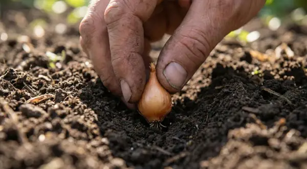 Main d'un jardinier plantant un bulbe d'oignon dans la terre. Début de la plantation oignon pour une récolte future.