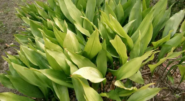 En tät grupp av gröna blad, som en garderobsblomma katt som sträcker ut sig.