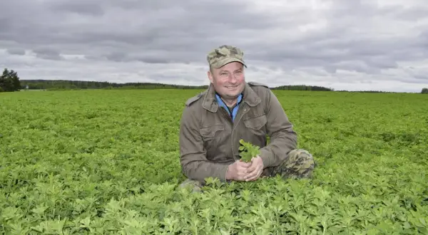 Rolnik w polu lucerny, trzymający w dłoniach zielone liście.