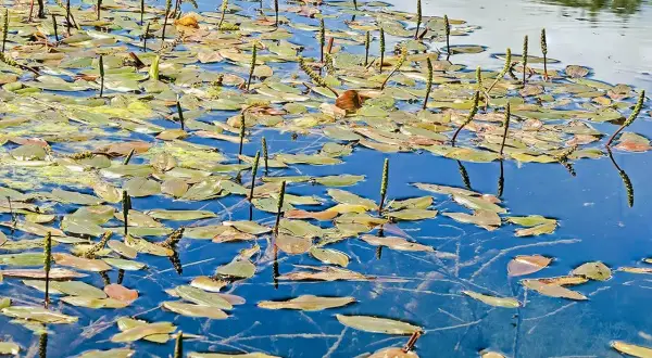 Un étang paisible où le potamot nageant déploie ses feuilles et ses épis floraux sur l'eau bleue.