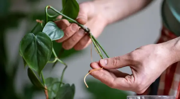 Des racines aériennes sur une tige de plante verte, prête à être bouturée dans l'eau. Idéal pour savoir quelles sont les plantes que l'on peut bouturer dans l'eau.