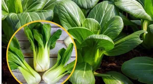 Świeża, zielona kapusta pak choi rośnie w ziemi. W okręgu widać trzy główki tej zdrowej rośliny na drewnianym tle.