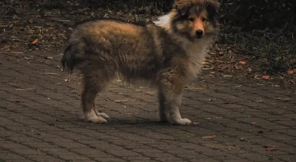 Pies rasy collie stoi na chodniku. Może czuć bulgotanie w brzuchu i wodnistą biegunkę, dlatego wygląda na zmartwionego.
