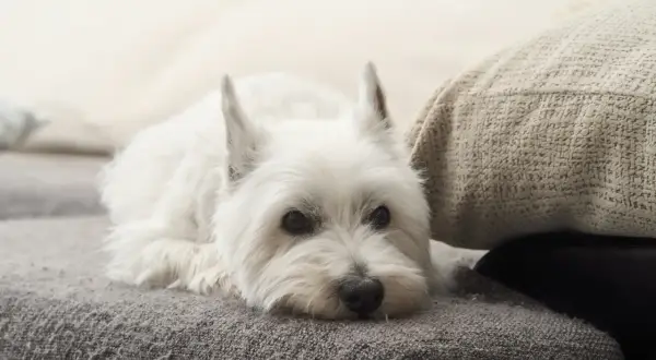 West Highland White Terrier – czy naprawdę gubi sierść i jak dbać o jego futro?