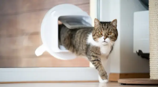 Katze nutzt gerade die neu eingebaute Katzenklappe, um ins Freie zu gelangen.