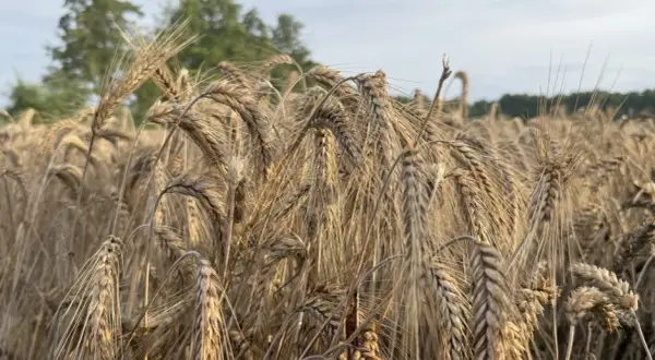 Optymalna wilgotność zboża do koszenia – uniknij strat w plonach