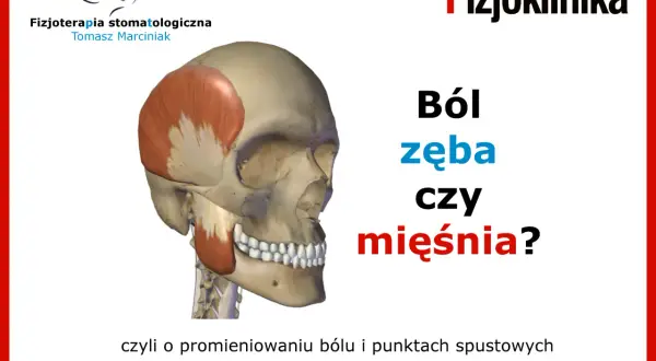 Model czaszki z zaznaczonym mięśniem żwaczem. Czy to ból kości żuchwy przy dotyku, czy problem z mięśniem? #fizjoterapiastomatologiczna