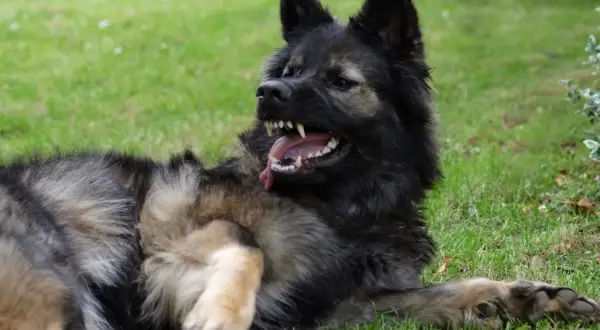 Un chien au pelage sombre et fauve, couché dans l'herbe, montre ses crocs dans un grognement. Mon chien devient agressif, mais c'est juste un jeu !