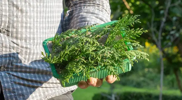 Grüne Thuja-Setzlinge in einem Behälter, bereit zum Pflanzen. So einfach kann man Thuja selber ziehen.