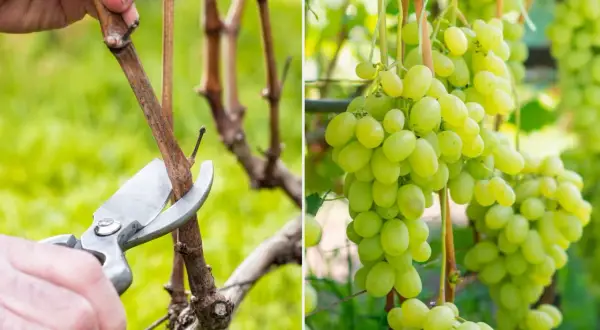 Jak przycinać winogrona? Poradnik krok po kroku dla obfitych zbiorów