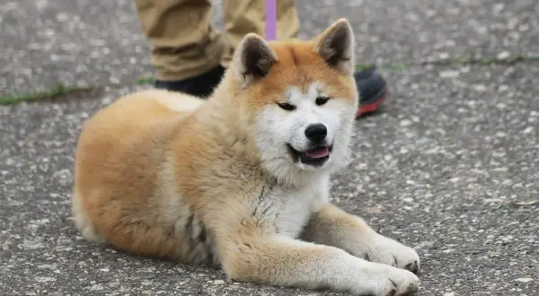 Un perro parecido al husky, con pelaje dorado y blanco, descansa en el asfalto.