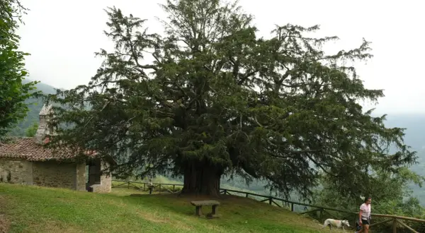 Un majestuoso tejo, árbol milenario, se alza junto a una ermita de piedra. Una mujer pasea con su galgo por el prado.