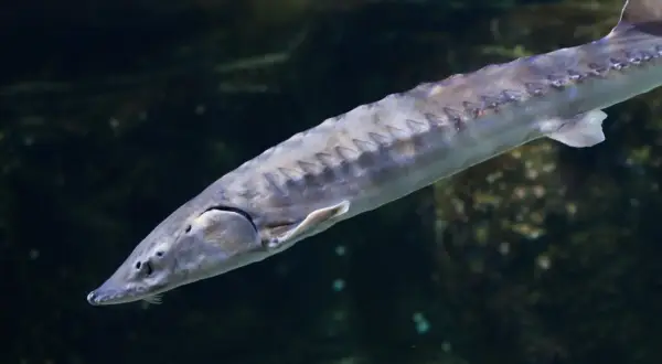Un esturgeon d'Europe, poisson préhistorique aux plaques osseuses, nage dans les eaux sombres.