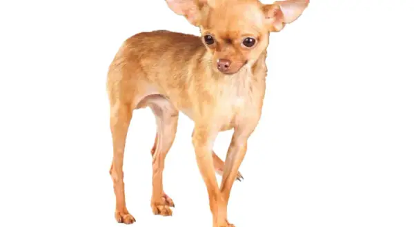Un pequeño perro ruso de pelaje dorado, con orejas grandes y ojos curiosos, posa con elegancia.