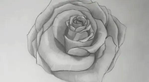 Bleistiftzeichnung einer Rose mit detaillierten Blütenblättern.