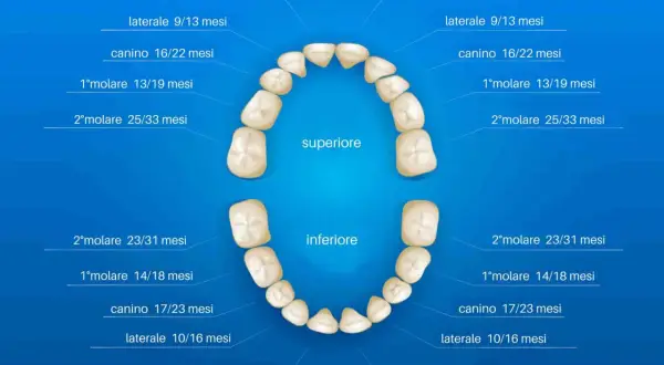 Schema dei denti da latte con i loro nomi e tempi di eruzione. I denti centrali spuntano tra 6 e 12 mesi.