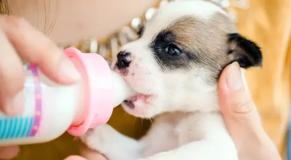 A tiny puppy, without its mom, is being fed puppy milk replacer from a pink bottle. This is how to feed a 4 week old puppy without mom.