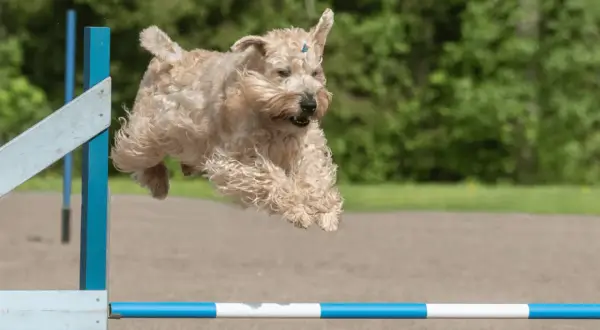 Irish soft coated wheaten terrier w locie nad przeszkodą, z wesołym wyrazem pyska i falującą sierścią.