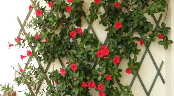 Dipladenia en pleine floraison rouge vif, grimpant sur un treillage. Un entretien facile pour une belle floraison estivale.