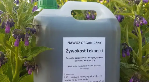 Gdzie kupić nawóz z żywokostu? Sprawdź ceny i sklepy