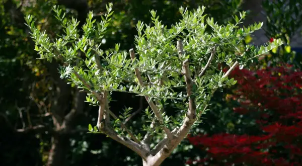 Ein junger Olivenbaum mit vielen grünen Blättern. Wann schneidet man einen Olivenbaum? Am besten im späten Winter oder frühen Frühling, bevor das neue Wachstum beginnt.