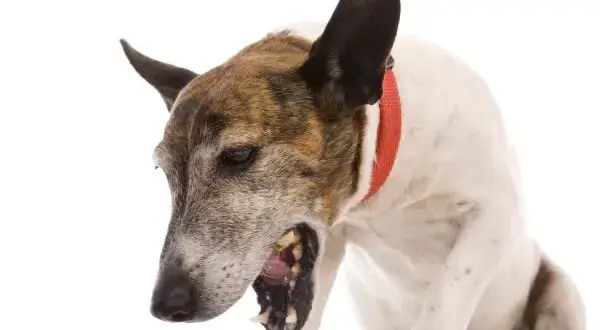 Ruidos en el estómago de mi perro por la noche: causas y soluciones